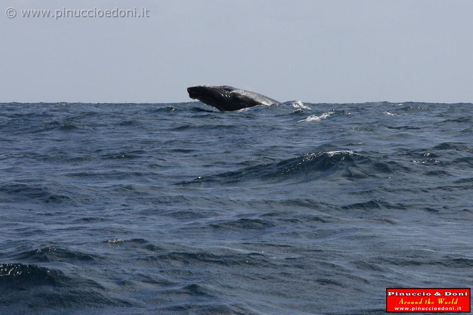 ECUADOR - Whale watching in Puerto Lopez - 10.jpg